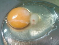 至急お願いします。今、卵を割ったら写真のような、白いかたまりが出ました。
これは、白身でしょうか？
軽く血も混ざっています。
使わない方がいいですかね？
 
