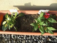 花が咲かないのはなぜでしょうか 玄関先の明るい日陰へ鉢植えを置いて Yahoo 知恵袋