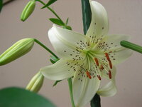 カサブランカの球根を植える時期についてカサブランカの球根を冬に購入しま Yahoo 知恵袋