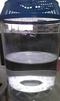 メダカの卵がそろそろ孵化しそうですが水道水からカルキ抜きした水に切り替 Yahoo 知恵袋