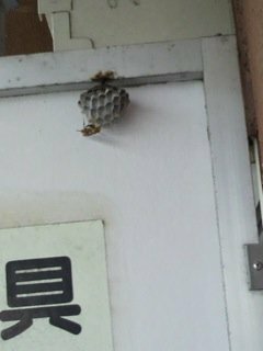 蜂の巣の駆除方法教えてください 神奈川の子供のアパートベランダに蜂が巣を Yahoo 知恵袋
