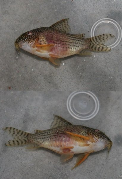 コリドラスの死因を教えて下さい 注死魚画像あり コリドラスが死んでし Yahoo 知恵袋