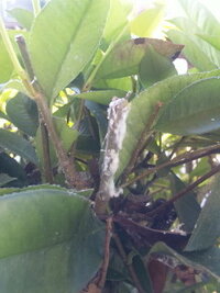 このような白い粉が植木のあちこちにできています その白い粉を叩くと 羽の生え Yahoo 知恵袋