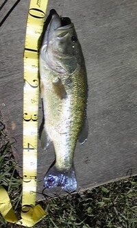 ５０ｃｍのバスと５０ｃｍの鯉ではどっちのほうが引きが強いですか ５０ Yahoo 知恵袋