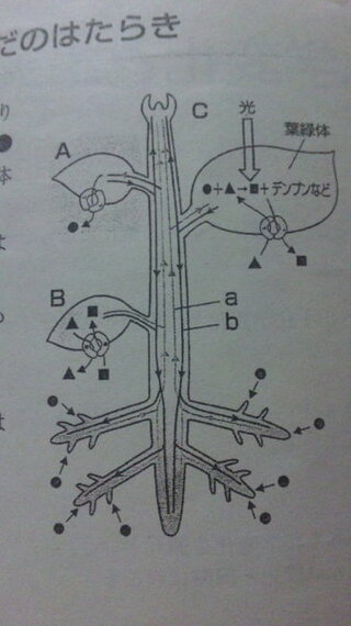 問題解決お願いします 植物のからだのはたらき図は 植物のからだのつくりとはた Yahoo 知恵袋