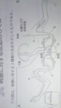 問題解決お願いします 刺激に対する反応のしくみ 図のａ ｂの神経を Yahoo 知恵袋