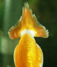 今日家に帰って金魚を見てみたらある1匹の金魚がこのような状態になっていました Yahoo 知恵袋