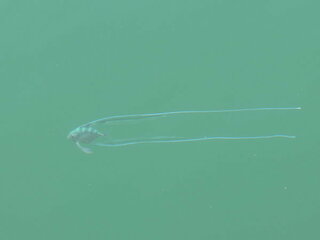 千葉の海で エンゼルフィッシュのような形体でひれの異常に長い魚を見 Yahoo 知恵袋