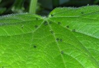 ベランダ菜園でキュウリを植えたのですが 葉っぱの裏に黒い小さな虫が Yahoo 知恵袋