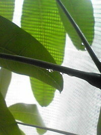 パキラの葉の裏や茎 の部分に樹液らしき水滴が浮いています 舐めると甘いです Yahoo 知恵袋