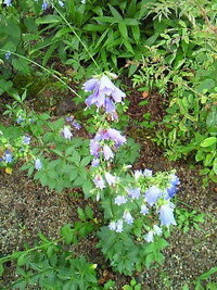 この植物は何でしょうか 花はホタルブクロに似ていて それより小さく Yahoo 知恵袋