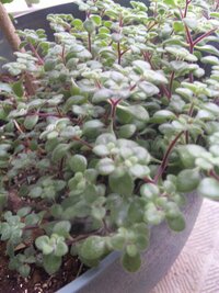 この植物の名前を教えてください 友達にいただいたの時 セダム と言われたので Yahoo 知恵袋