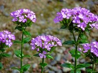 この花の名前を教えてください 花魁草のようにも見えますが 葉の形が少し違うみ Yahoo 知恵袋