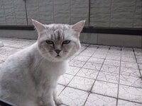 ねこ好きの方に質問です あなたのにゃんこの かわいすぎてよだれ出るわぁ と Yahoo 知恵袋