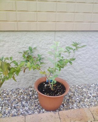 鉢植えのブルーベリーからわき芽が出てきました 昨年 １年生のブ Yahoo 知恵袋