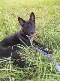 生後5か月のミックス 雑種 女の子です 何犬が入ってると思いますか Yahoo 知恵袋