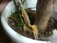 ドラセナ コンシンネの元気がなくなってしまいました 1 5メートル Yahoo 知恵袋