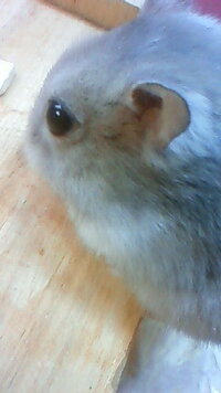 ハムスターの寝る場所についてです 皆様のハムちゃんのよくいる Yahoo 知恵袋