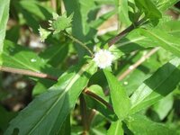 このハキダメギクに似た白い菊はなんでしょう 水田の脇にハキダメギク Yahoo 知恵袋