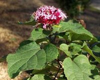 Bizoceanという 無料テンプレートダウンロードの会社に無料登録しました Yahoo 知恵袋