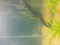 水槽の黄ばみ 白いもや 60cmの水槽を買い 水を入れたところ水槽に白 Yahoo 知恵袋