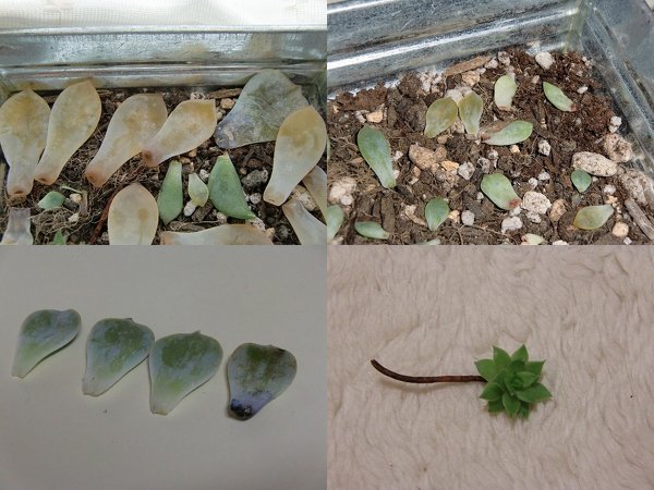 多肉植物の葉挿しが上手くいきません。エイグリーワン・リラシナ