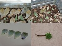 Hb101やメネデールなどは 多肉植物に使っても平気なんですかね 霧吹き Yahoo 知恵袋