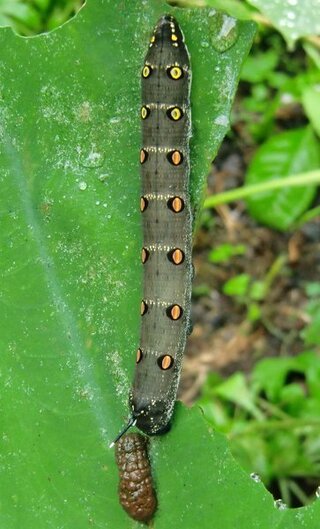 芋虫の名前を教えてください 里芋の葉に１０センチ位の芋虫がい Yahoo 知恵袋