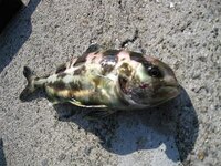 ポケモンクリスタルvcについて バグ技で御三家3匹 チコリータ ワニノ Yahoo 知恵袋