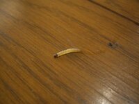 芋虫のような小さな虫で 部屋の壁にいました 何の幼虫でしょうか Yahoo 知恵袋