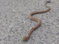 この蛇は何の蛇でしょうか 全長30センチくらいの小さな蛇で 玄関のサッシの溝 Yahoo 知恵袋