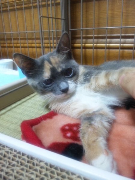 1Ｒマンションで猫を飼うのは猫にとって辛いでしょうか？猫を飼いたい 