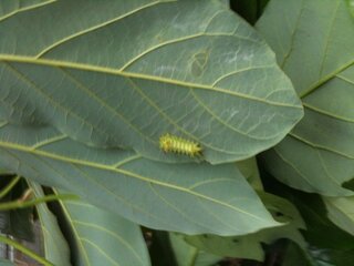 アボカドの木に毎年この時期に決まって毛虫が付きます この毛虫につい Yahoo 知恵袋