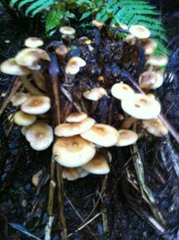 このキノコの名前を教えて下さい キノコって花言葉みたいに キノコ言葉とか あ Yahoo 知恵袋