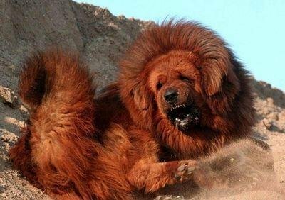 世界一強い犬はなんですか チベタンマスティフ 世界最強か分かりませんが Yahoo 知恵袋