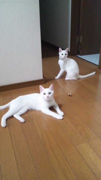 ALTの数値について - 生後６ヶ月、体重2.5キロの雌猫（姉妹で 