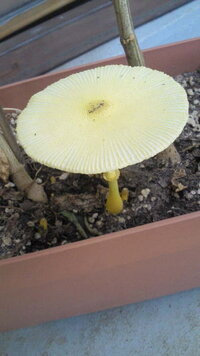 黄色いキノココガネキヌカラカサタケを駆除撲滅したい 今年の６月頃から Yahoo 知恵袋