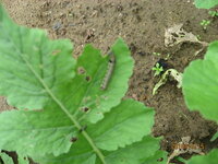 白菜 ダイコンの葉を食い荒らす害虫名をおしえてください 写真添付 Yahoo 知恵袋