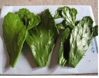 うちわサボテンですが 葉挿しして3週間ほど経つのですが まだ根が出ません 5 Yahoo 知恵袋