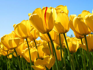 黄色のチューリップの花言葉は何だったっけ 雅 黄色のチューリップの花言 Yahoo 知恵袋