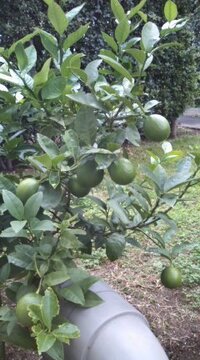 家にレモンの木があります 実がたくさんなるのですがいつまでたっても黄色くなり Yahoo 知恵袋