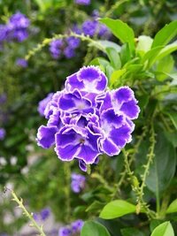 庭に咲いている白い淵があり 青い小さな花の名前を教えてください Yahoo 知恵袋