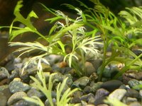 アクアリウムについてです 100均にある土管等の小物 アクア Yahoo 知恵袋