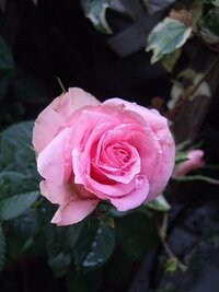 花束を冷凍 バラの花束をいただきました ふと思ったのですが 咲いてい Yahoo 知恵袋