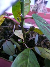 枇杷の挿し木は どのようにすればいいですか 枇杷の種を植えたら 発芽して Yahoo 知恵袋