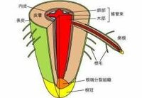 根冠とは根の先端にあるものなのですか また細胞分裂の実験のと Yahoo 知恵袋