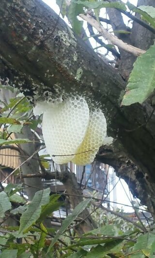 白い蜂の巣のような物を栗の木で見つけました 何蜂の巣か 教えて下さい Yahoo 知恵袋