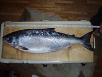 先週鮭釣りをしていると鮭児 のような魚が釣れました尻尾が特徴的で変わった魚だ Yahoo 知恵袋