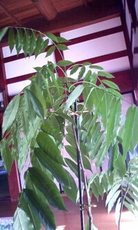 植物の名前を教えてください 二年前に鉢植えでいただきました 室内に置いて水や Yahoo 知恵袋