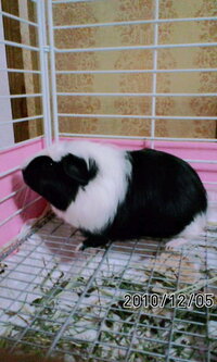 モルモットの名前 考えてください いつもお世話になってますm Yahoo 知恵袋